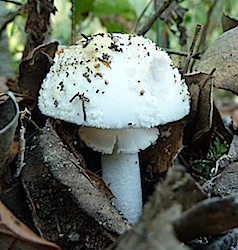 Farinera borda blanca