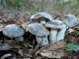 Fredolics (tricholoma terreum)