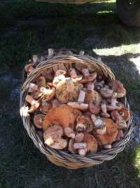 Collita de rovellons d'inicis de setembre al pirineu